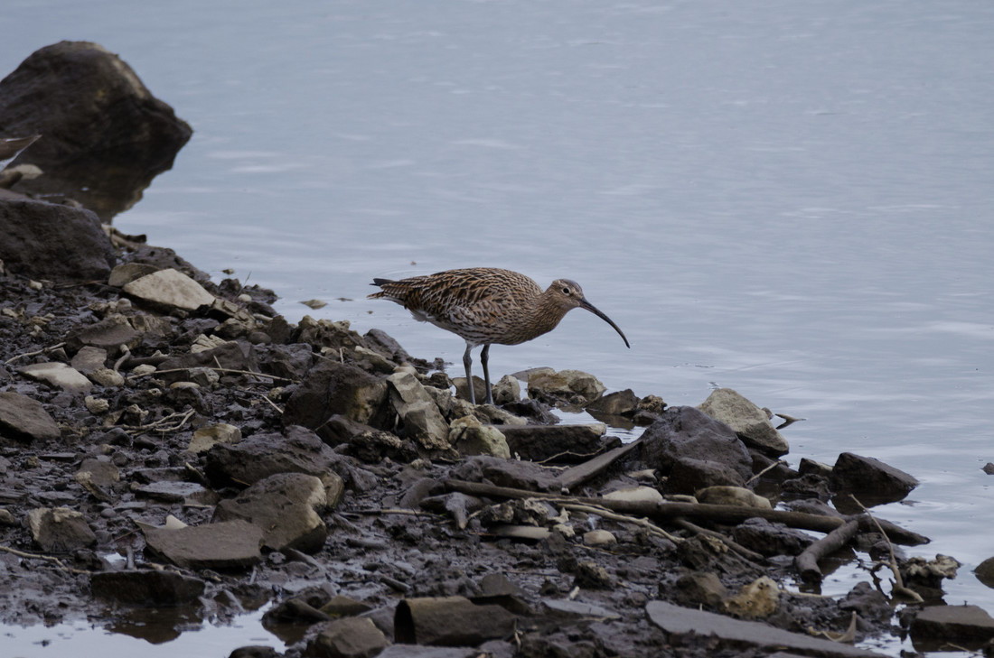 Curlew hunting in France given green light despite experts' warnings 