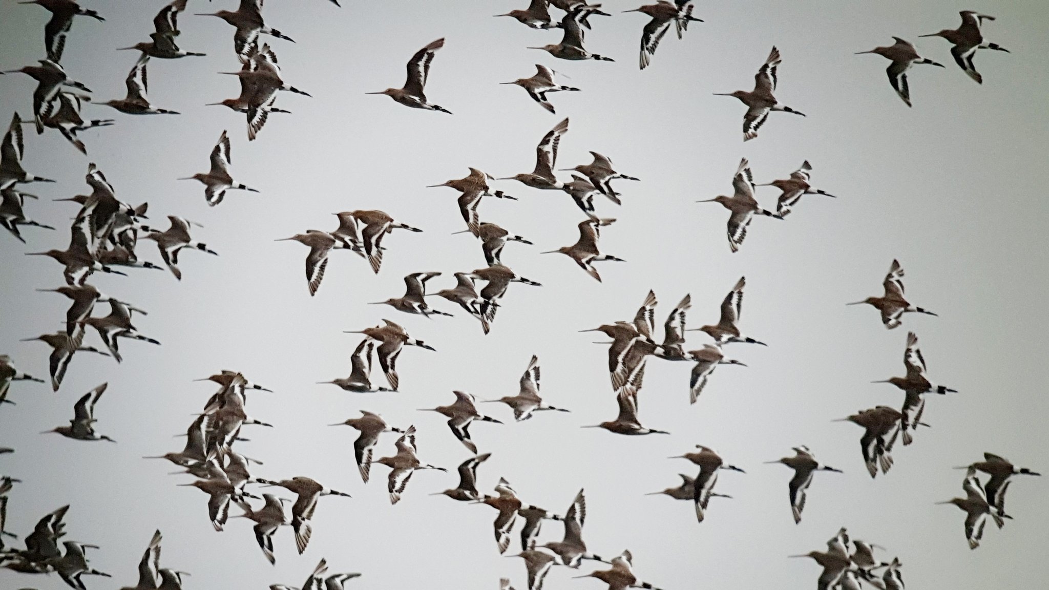 Godwit-fest