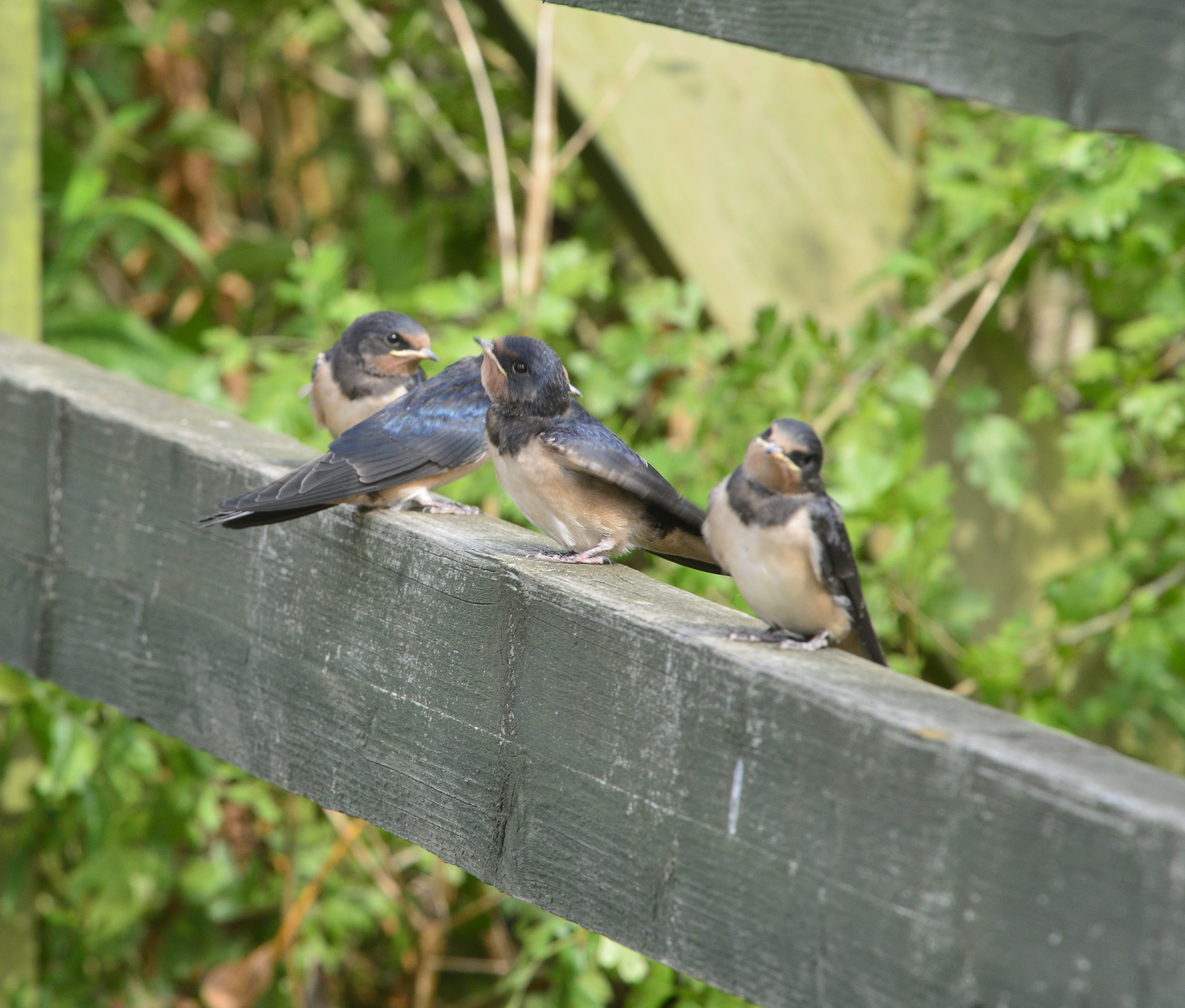 Swallows and Sand Martins chicks have fledged
