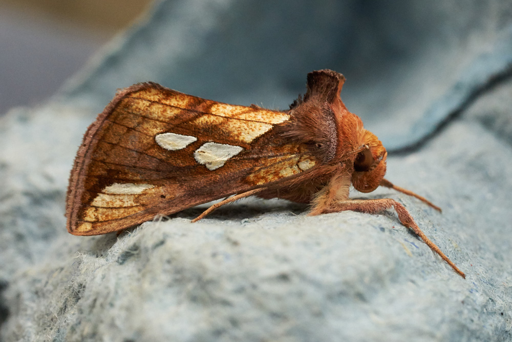 Moth Species List - 06/08/2024