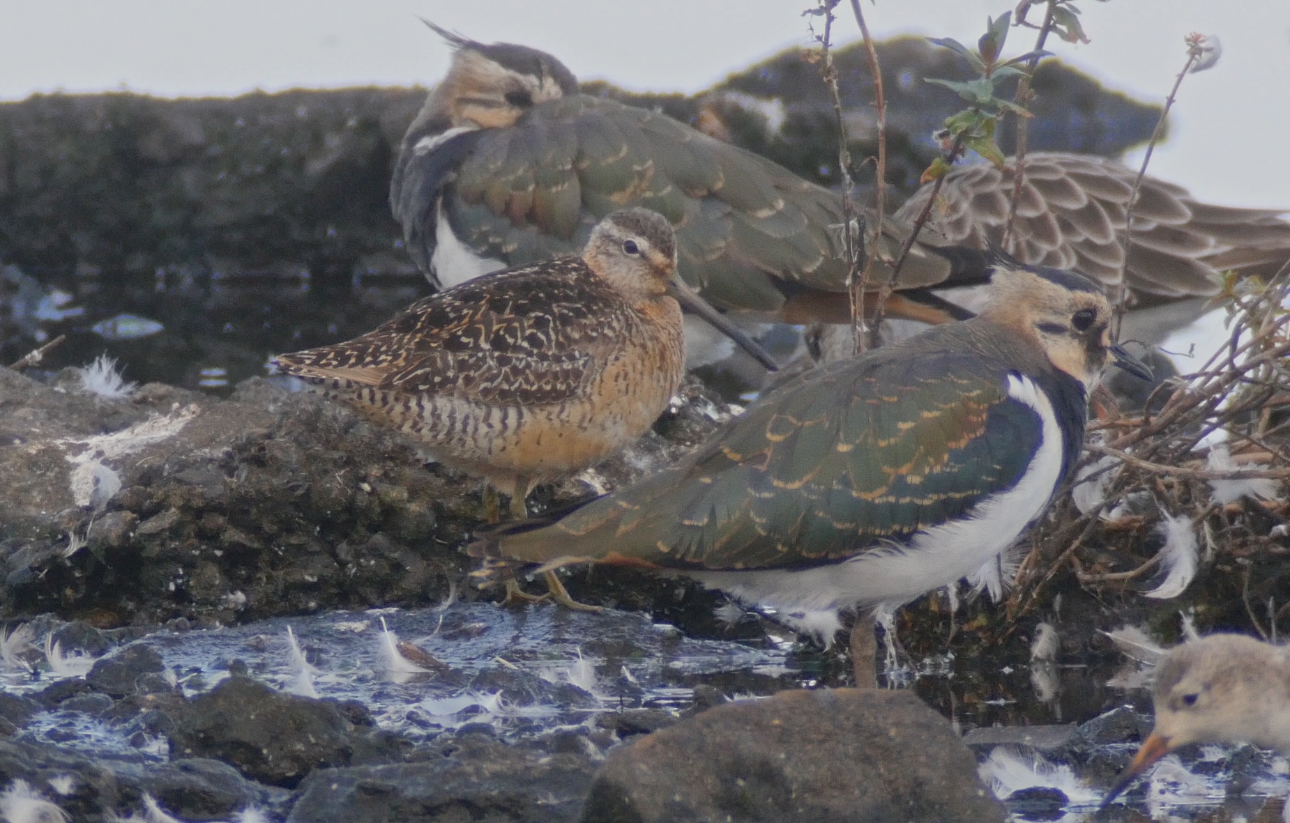 Dowitcher showing well