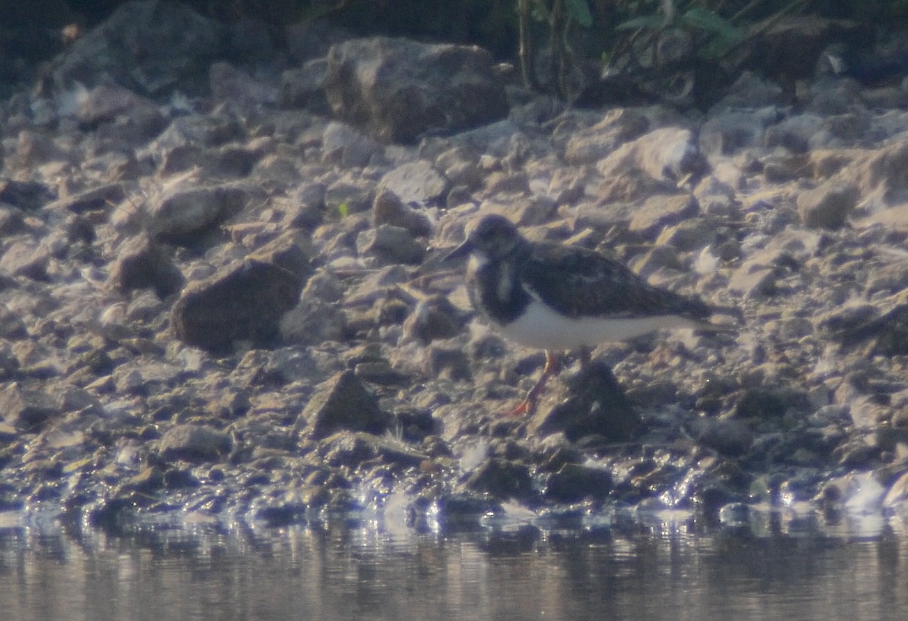 Turnstone on the Mere late afternoon part of a small influx on the day (Tony Disley)