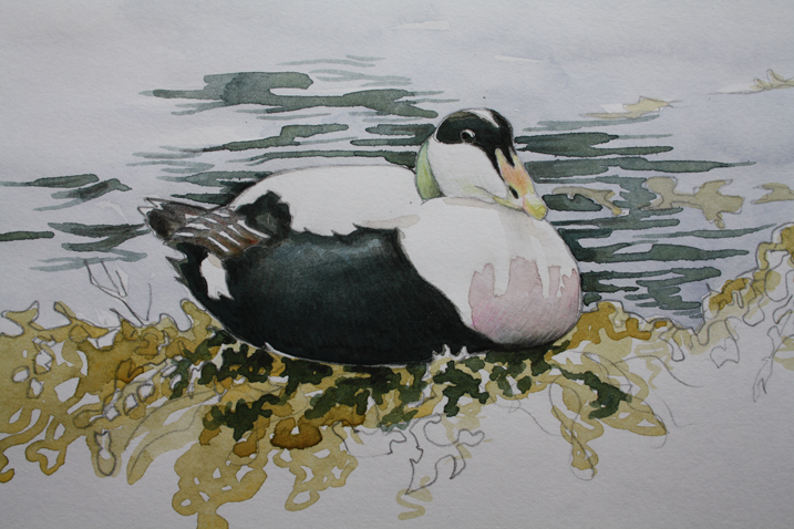 Eider duck painting by Nicola Bramley