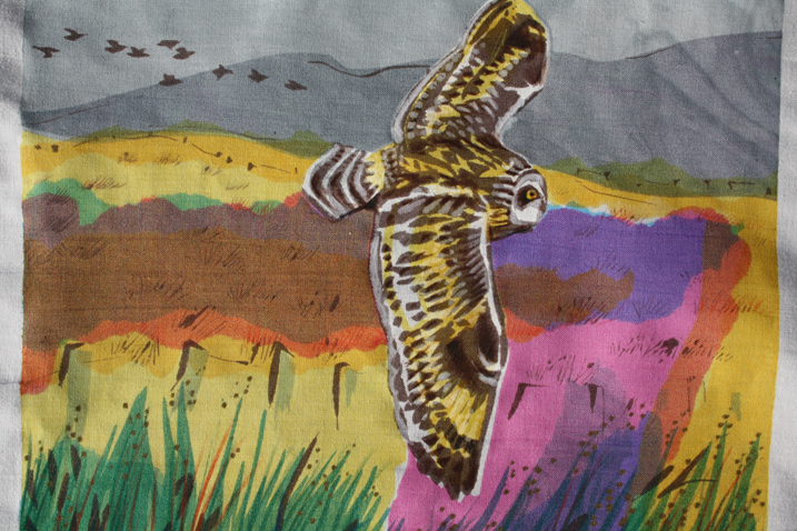 Short-eared owl by Nicola Bramley