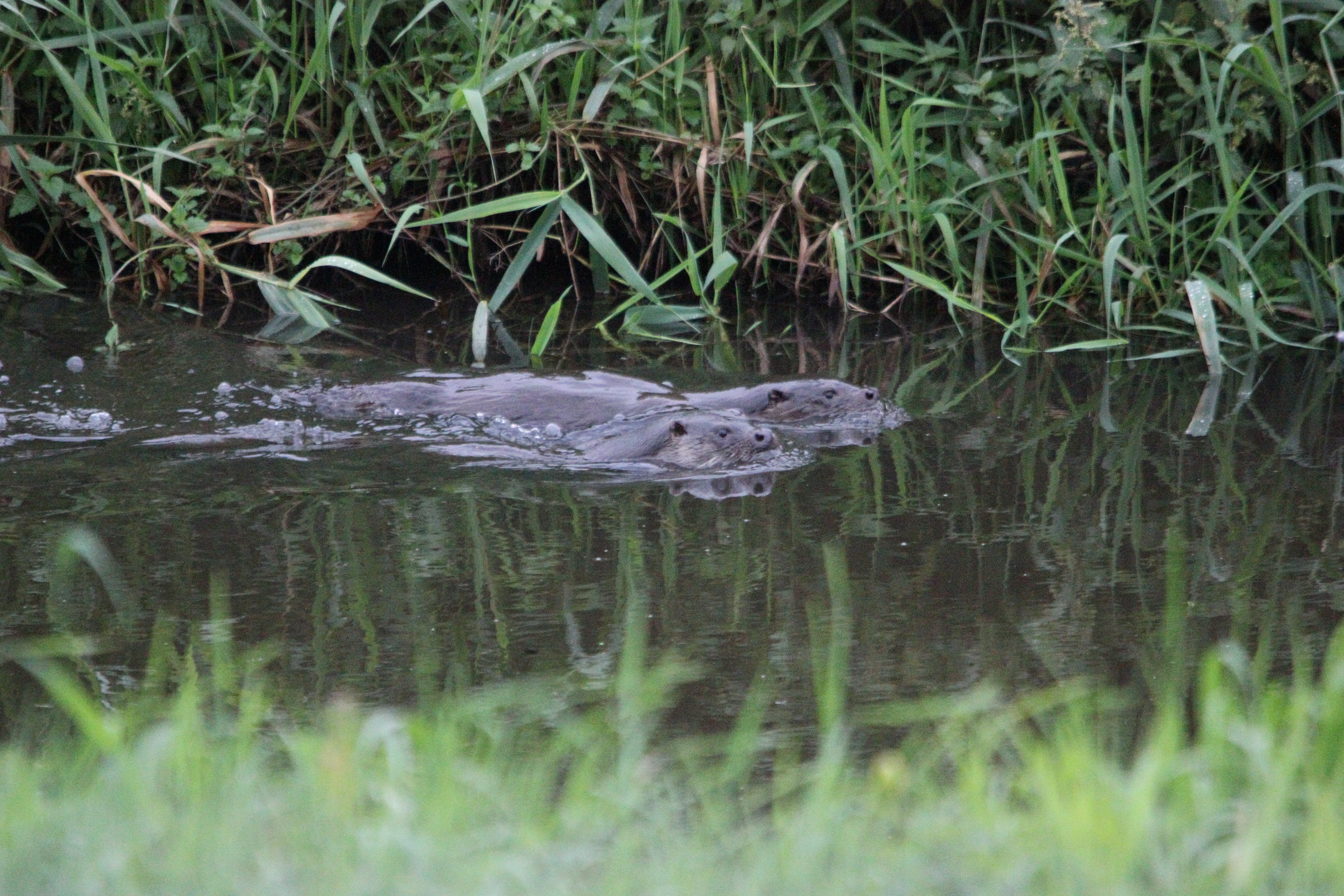 Pinkfeet & Otters