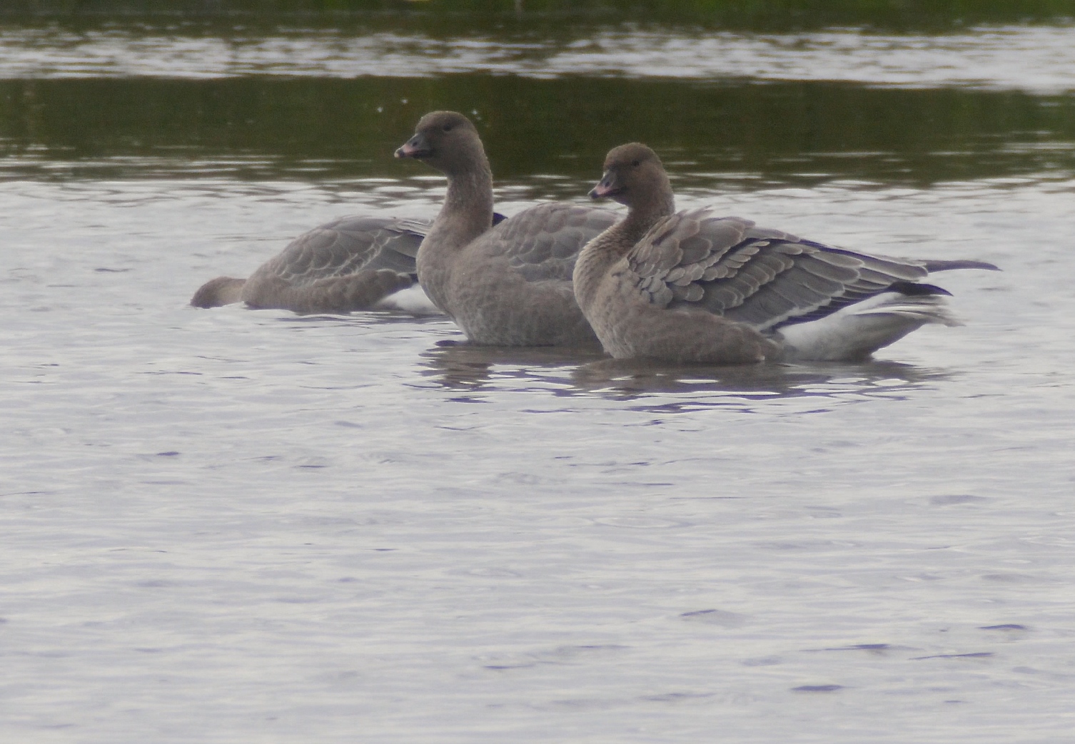 Pink-footed Geese