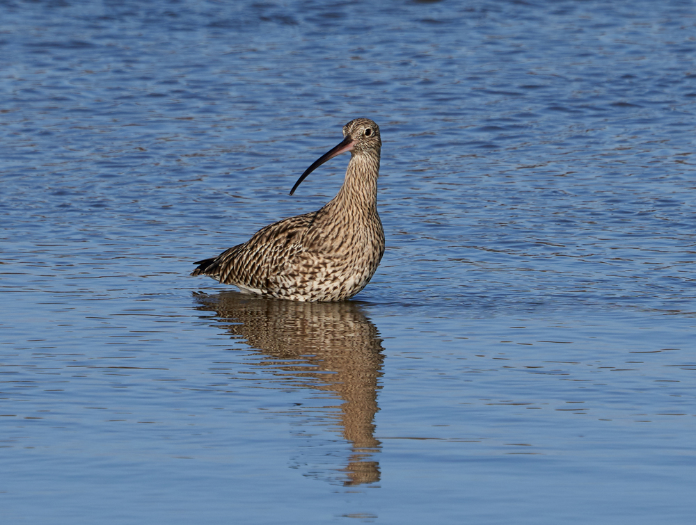 Welney Sightings-29/09/2019