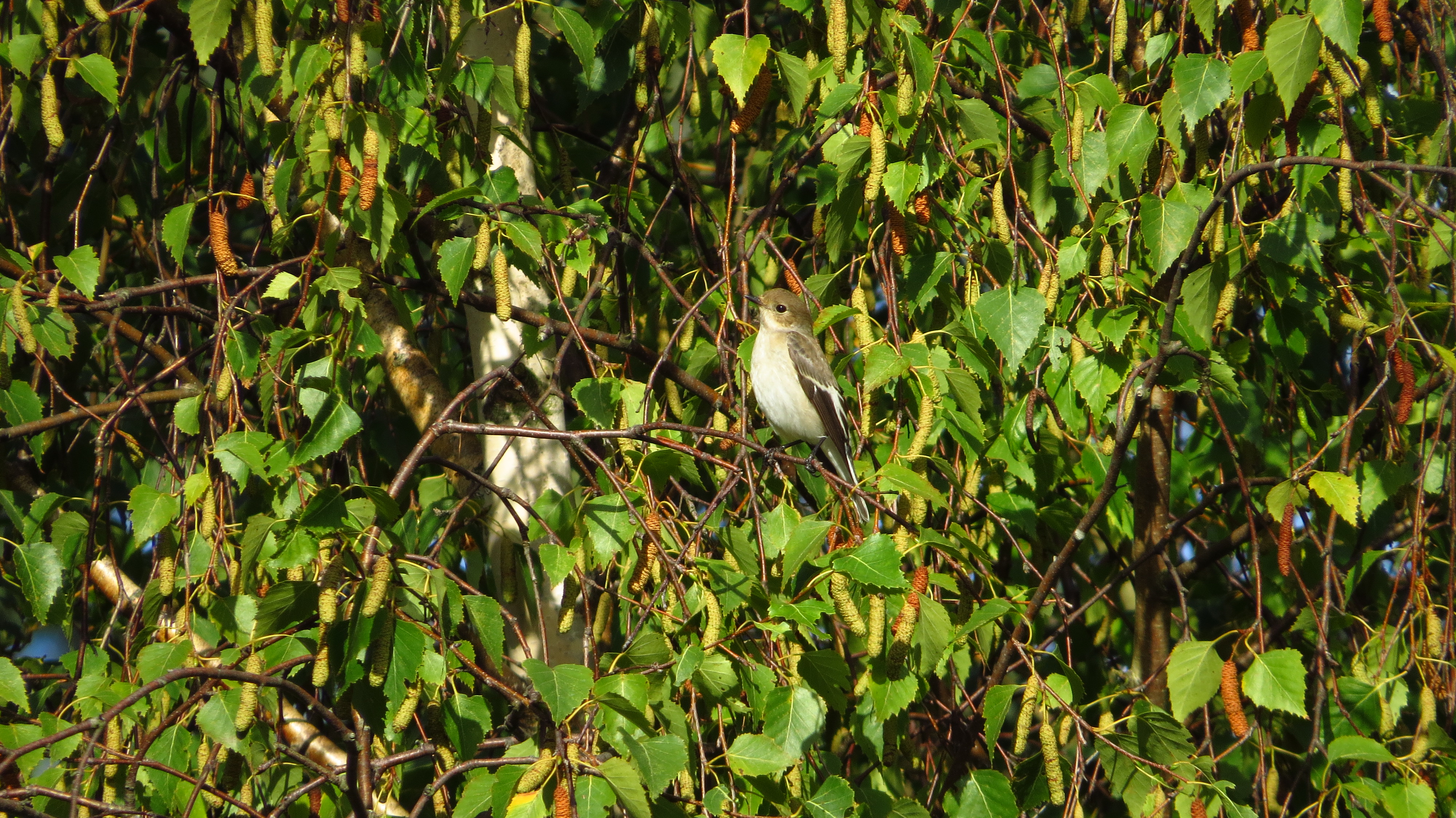 Wryneck spotted in the afternoon