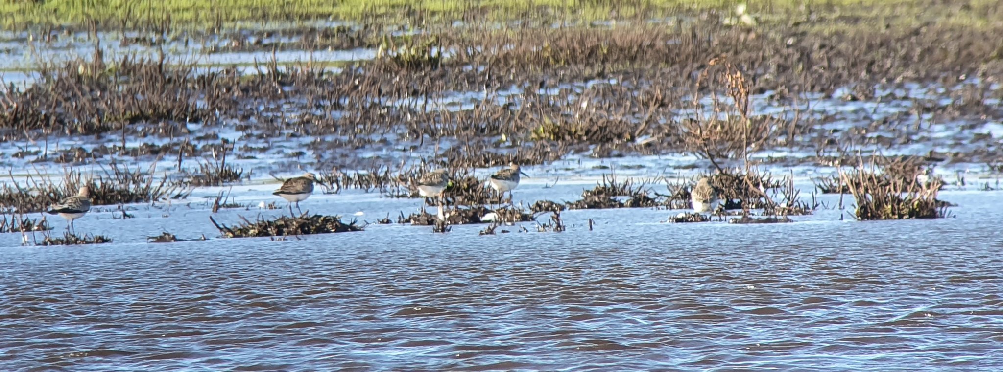 Curlew Sandpipers