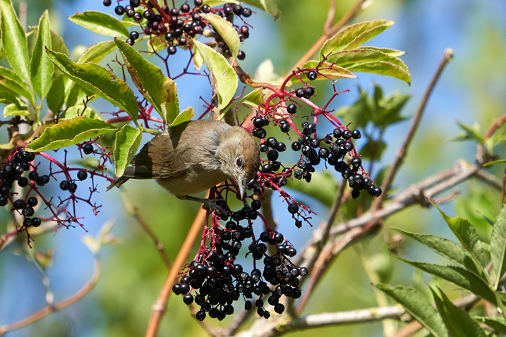 Sightings for Thursday 17th October