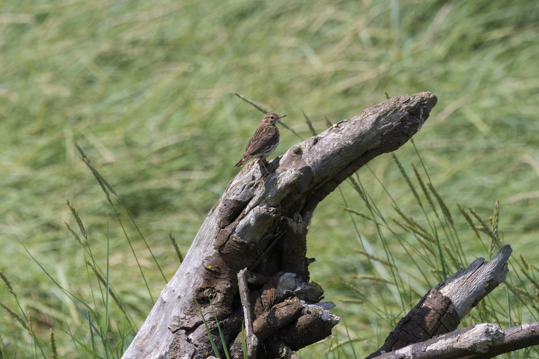 Stonechat and Meadow Pipit outside Headley Hide