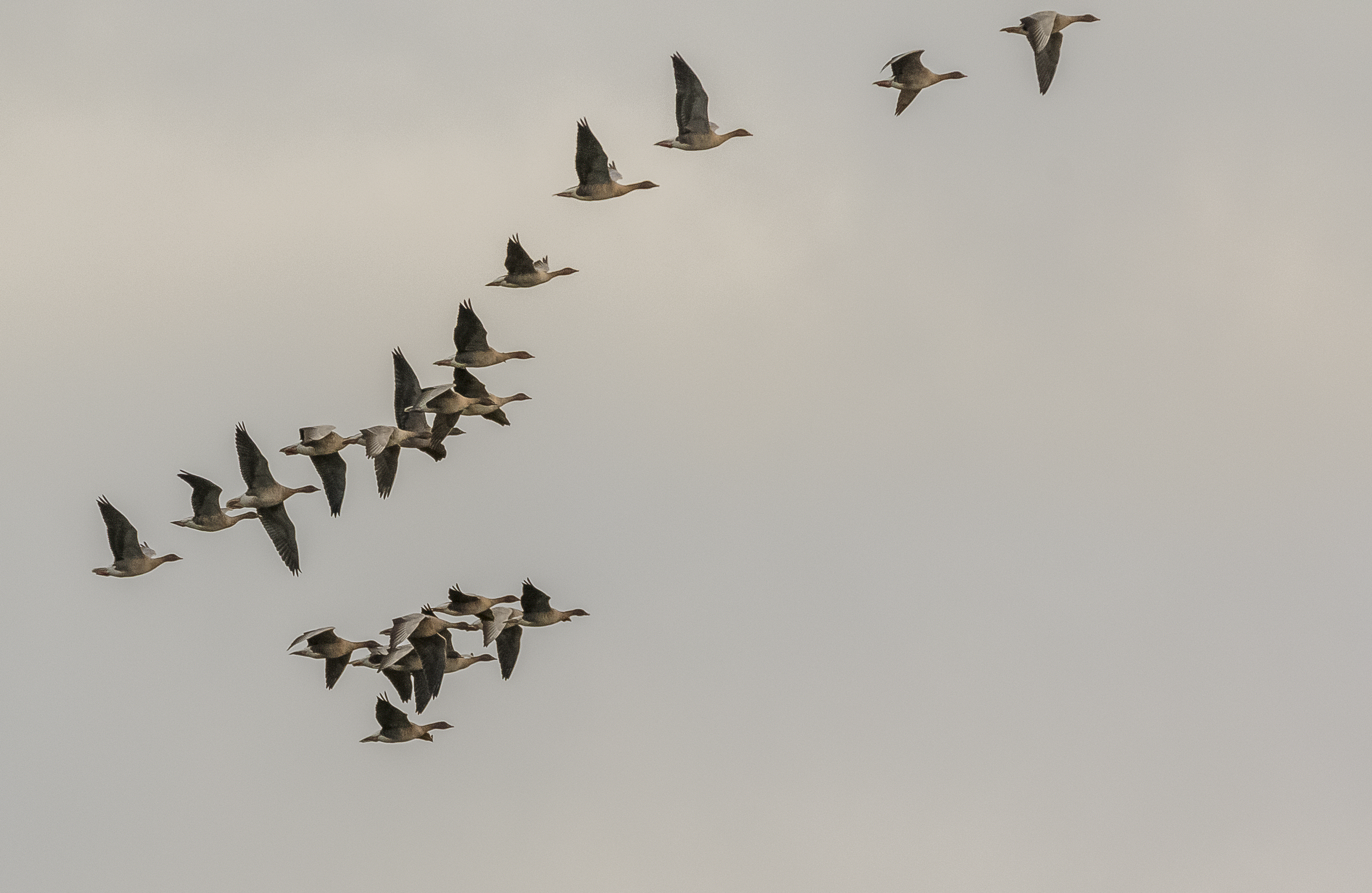 Icelandic-breeding Goose Census