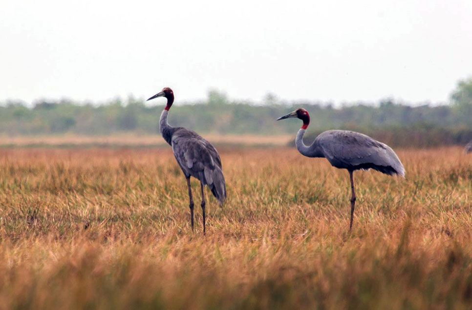 Cambodia: the kingdom of wetlands