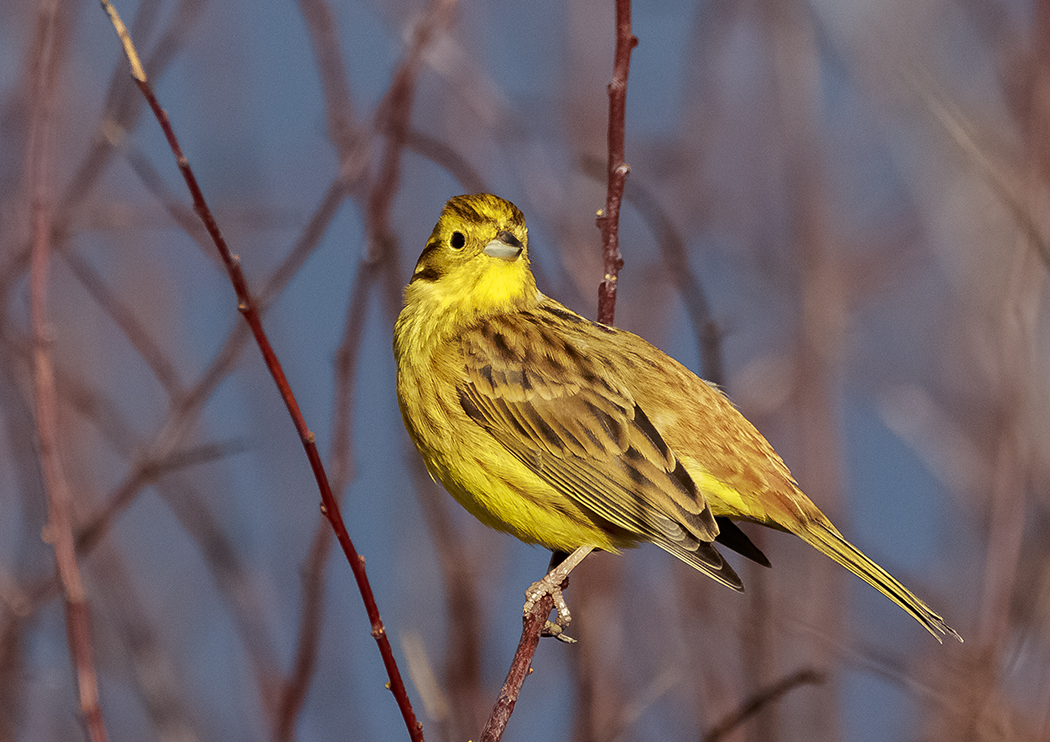 Yellowhammers, Treecreepers and Linnets