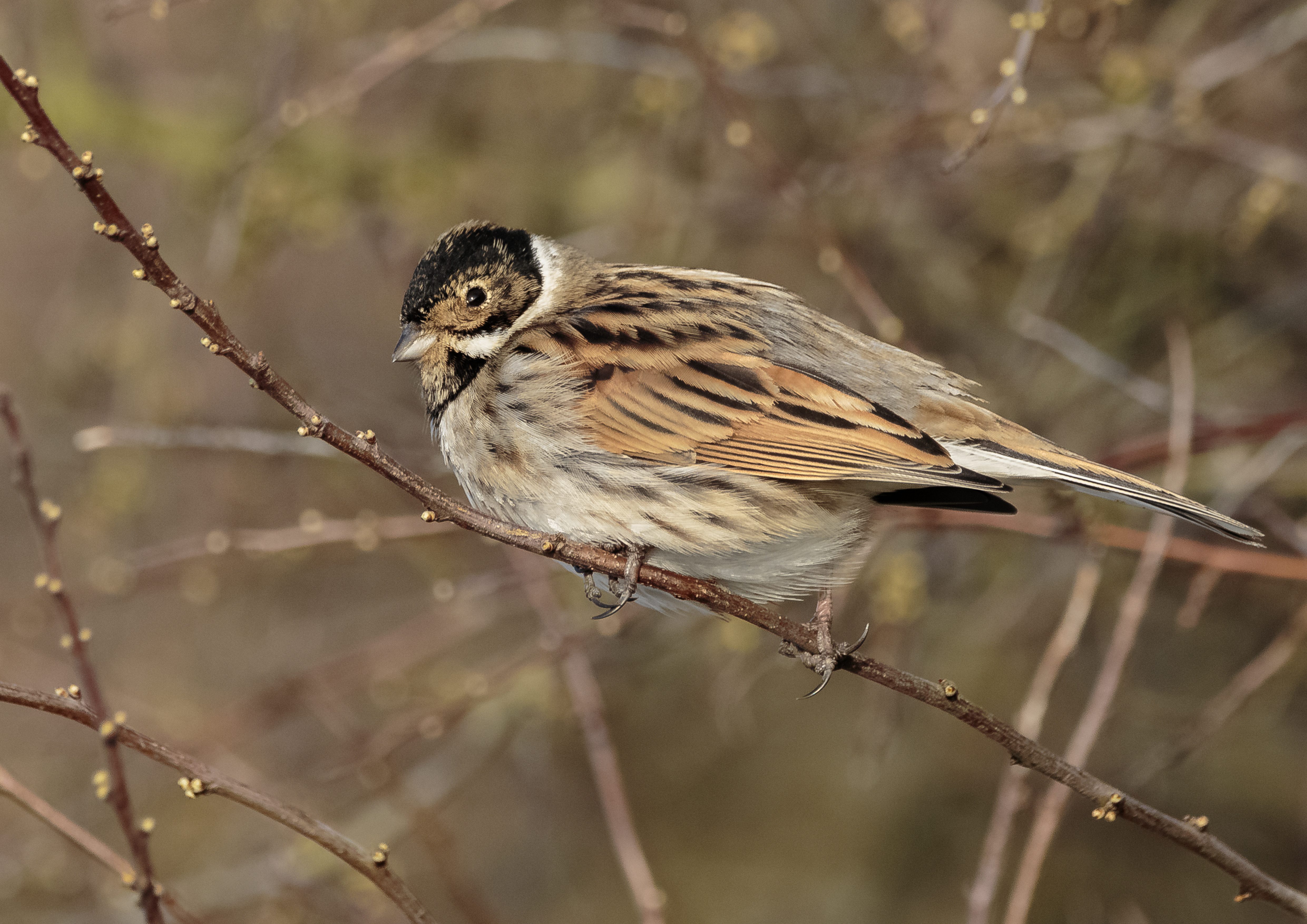 Reed Buntings in the Hedgerows