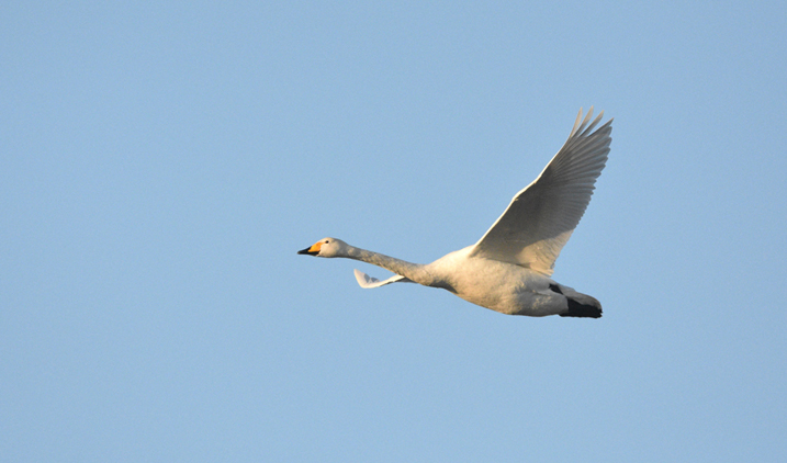 Whooper swans arrive from Iceland