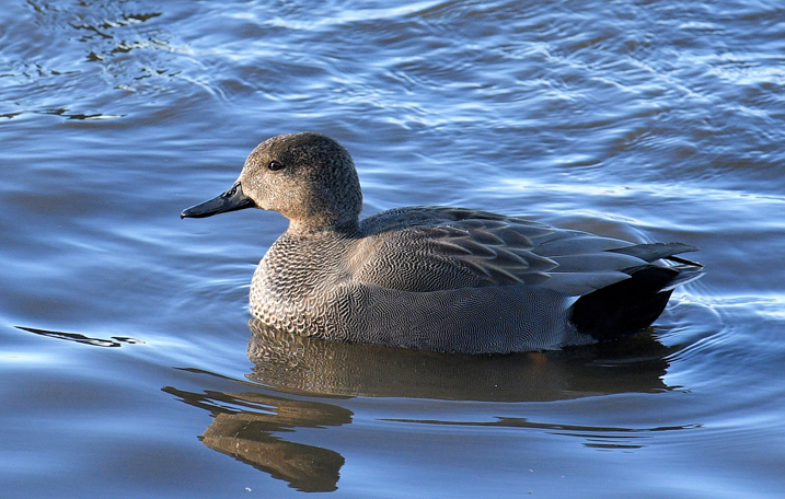 Welney Sightings-25/10/2019