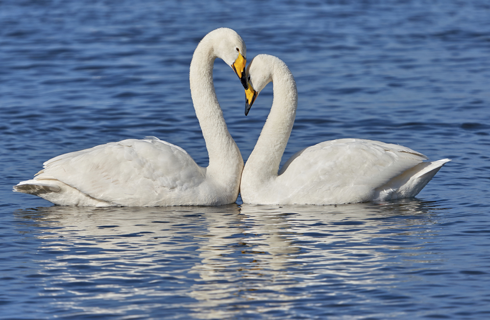 Two whooper swans on water displaying