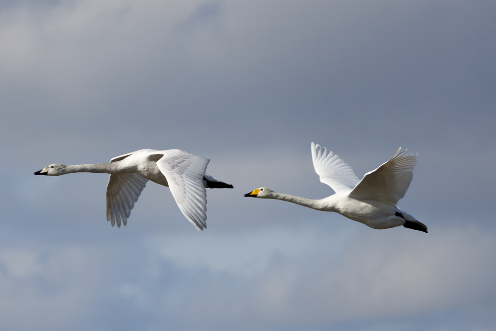Swans begin their winter migrations