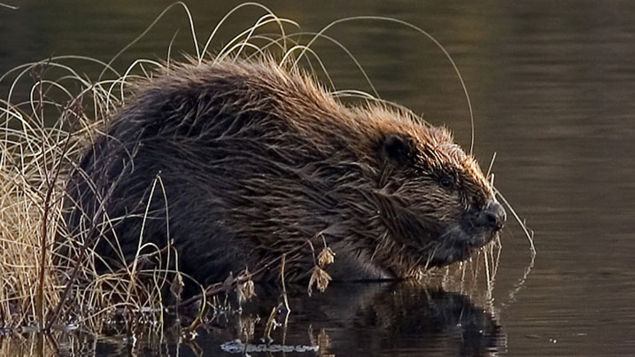 Eurasian beaver