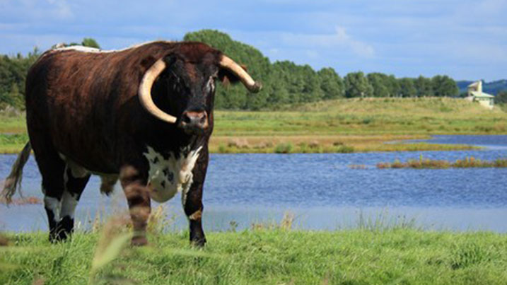 Longhorn cattle