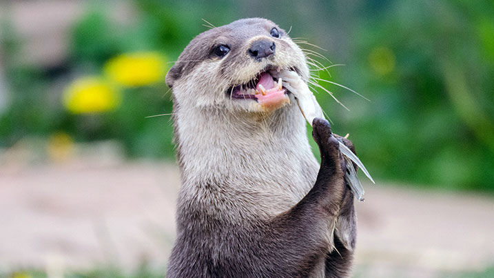 Asian short clawed otter