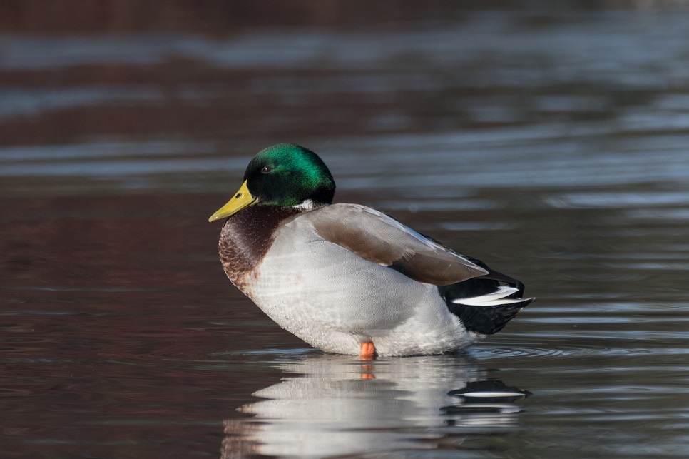 'Rice breast' prevalent in wildfowl, new research shows