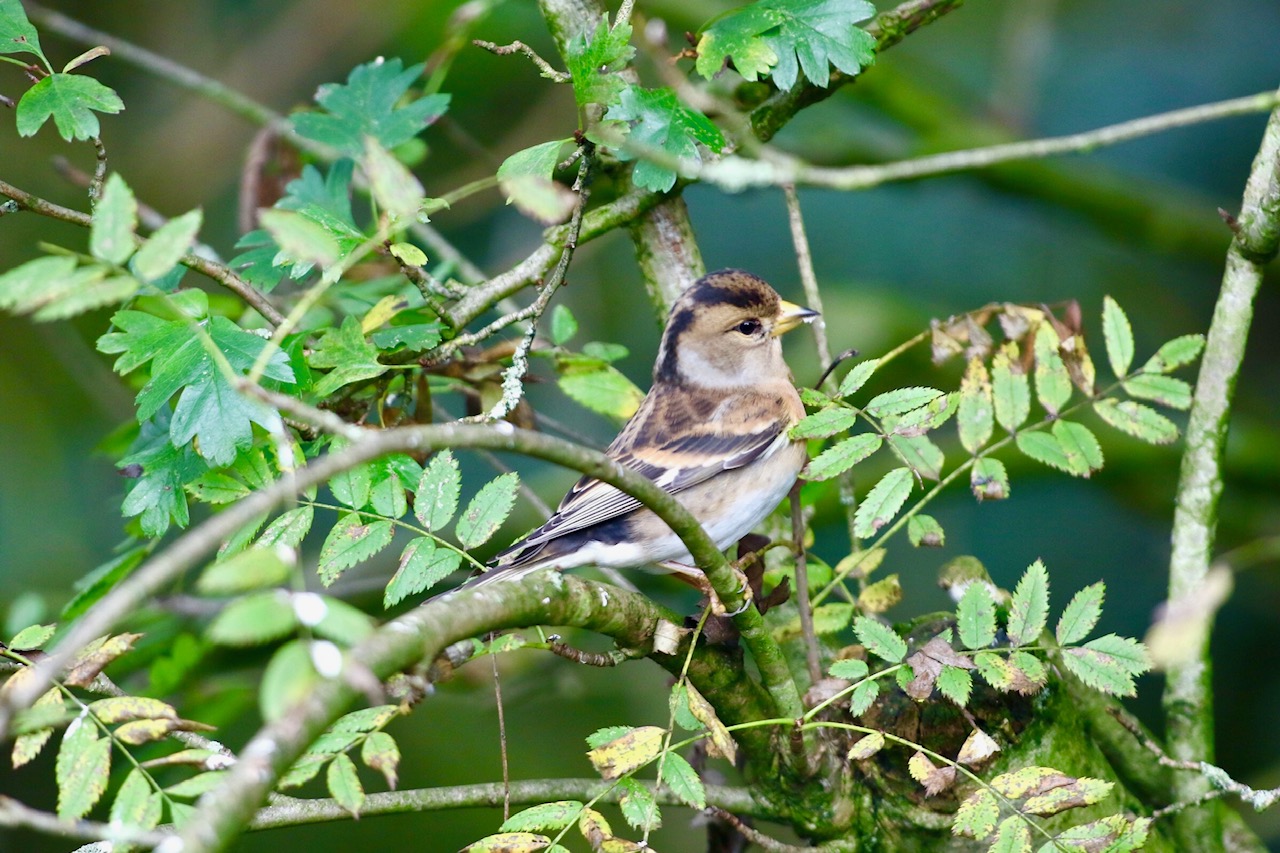 Brambling