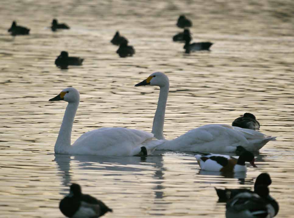 Pink-footed Geese and Bewick's Swans