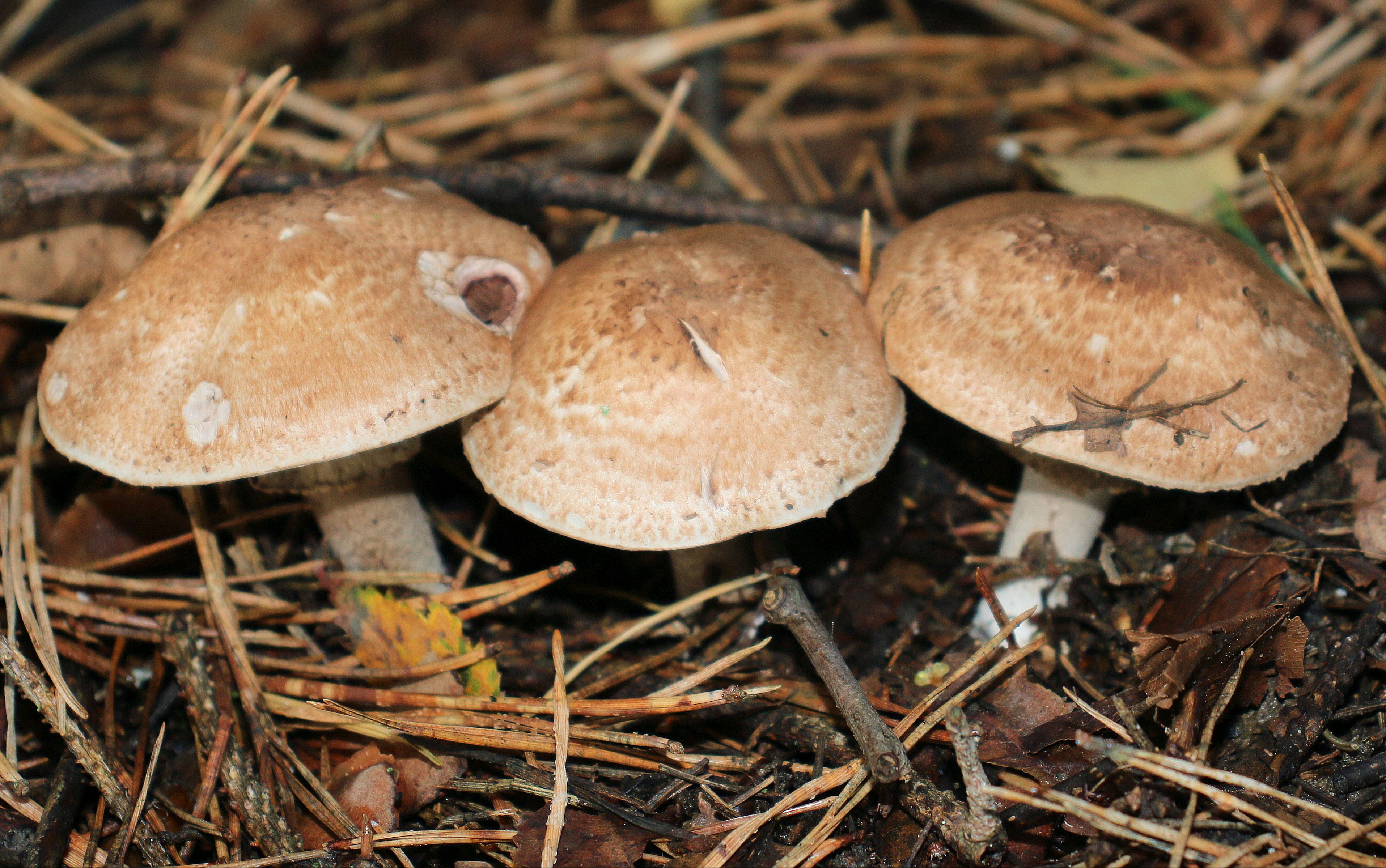 Blushing Wood Mushroom - R.Bullock