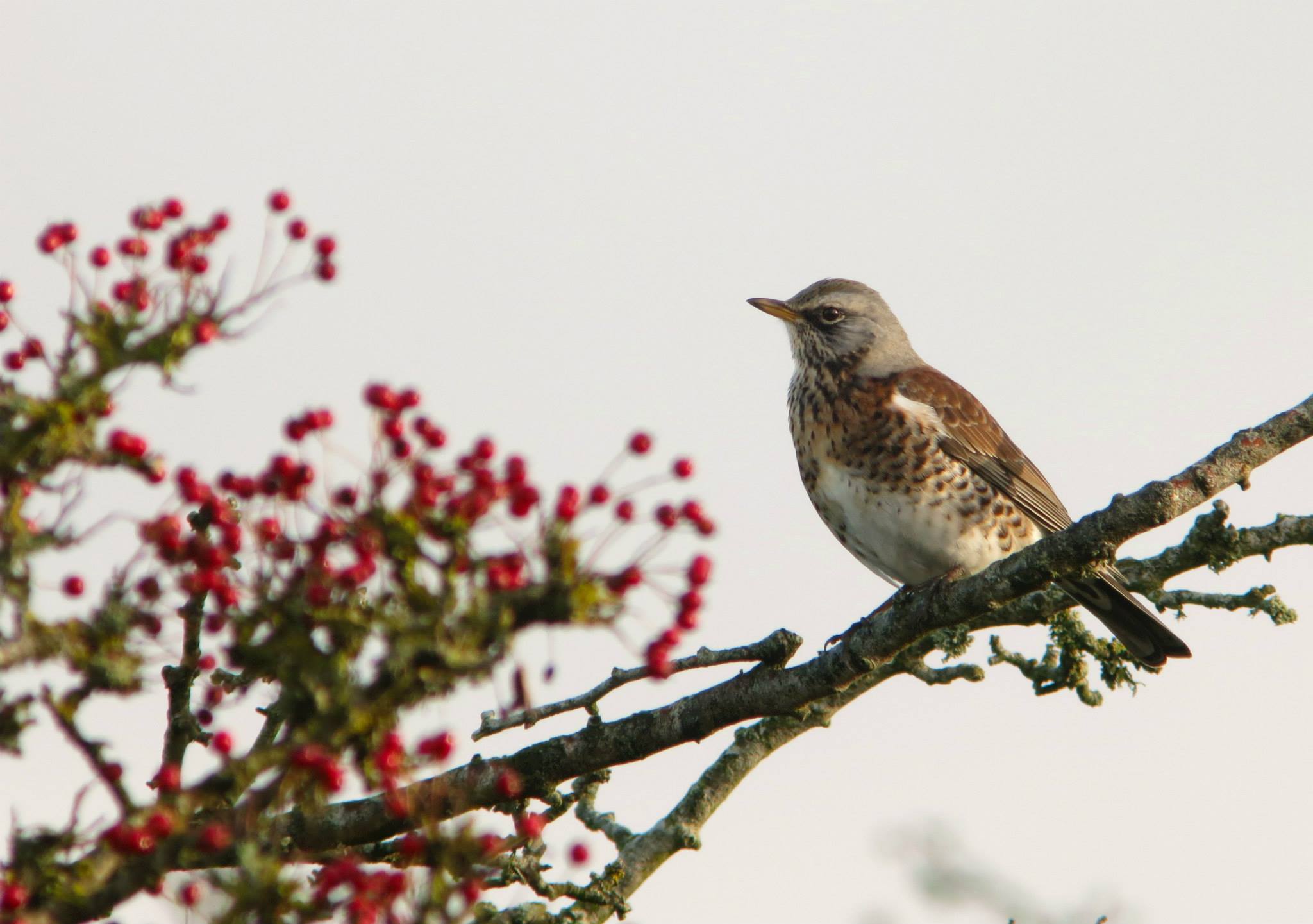 Fieldfares everywhere but our network issues continue