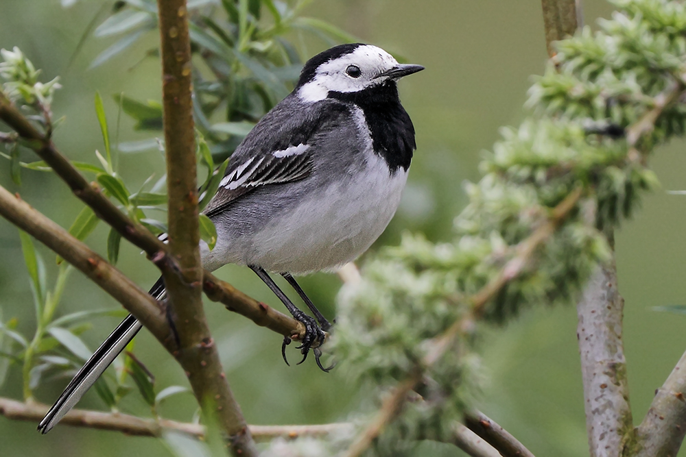 200+ pied wagtail roost returns