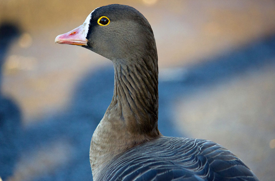 Why WWT Slimbridge is called the birthplace of modern conservation