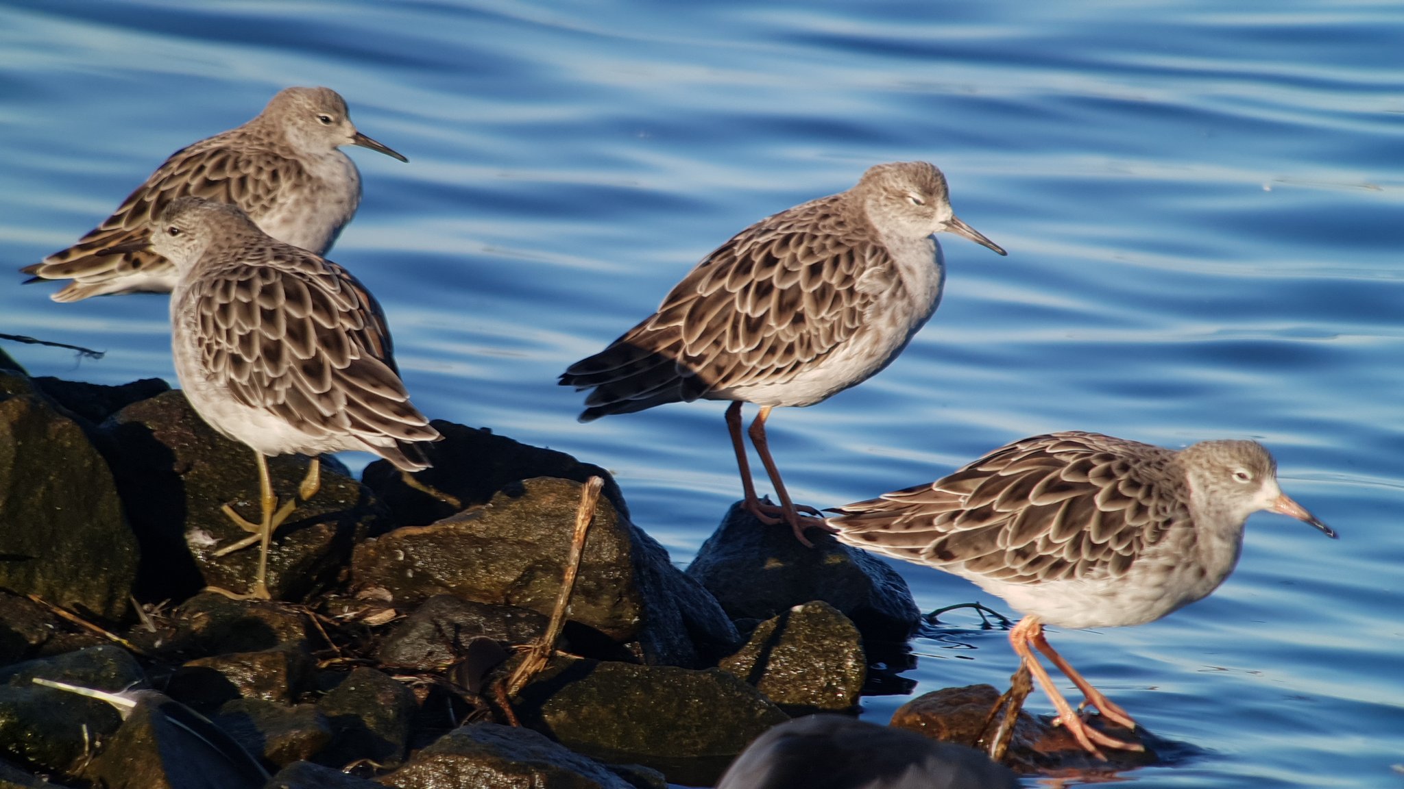 Bird News update