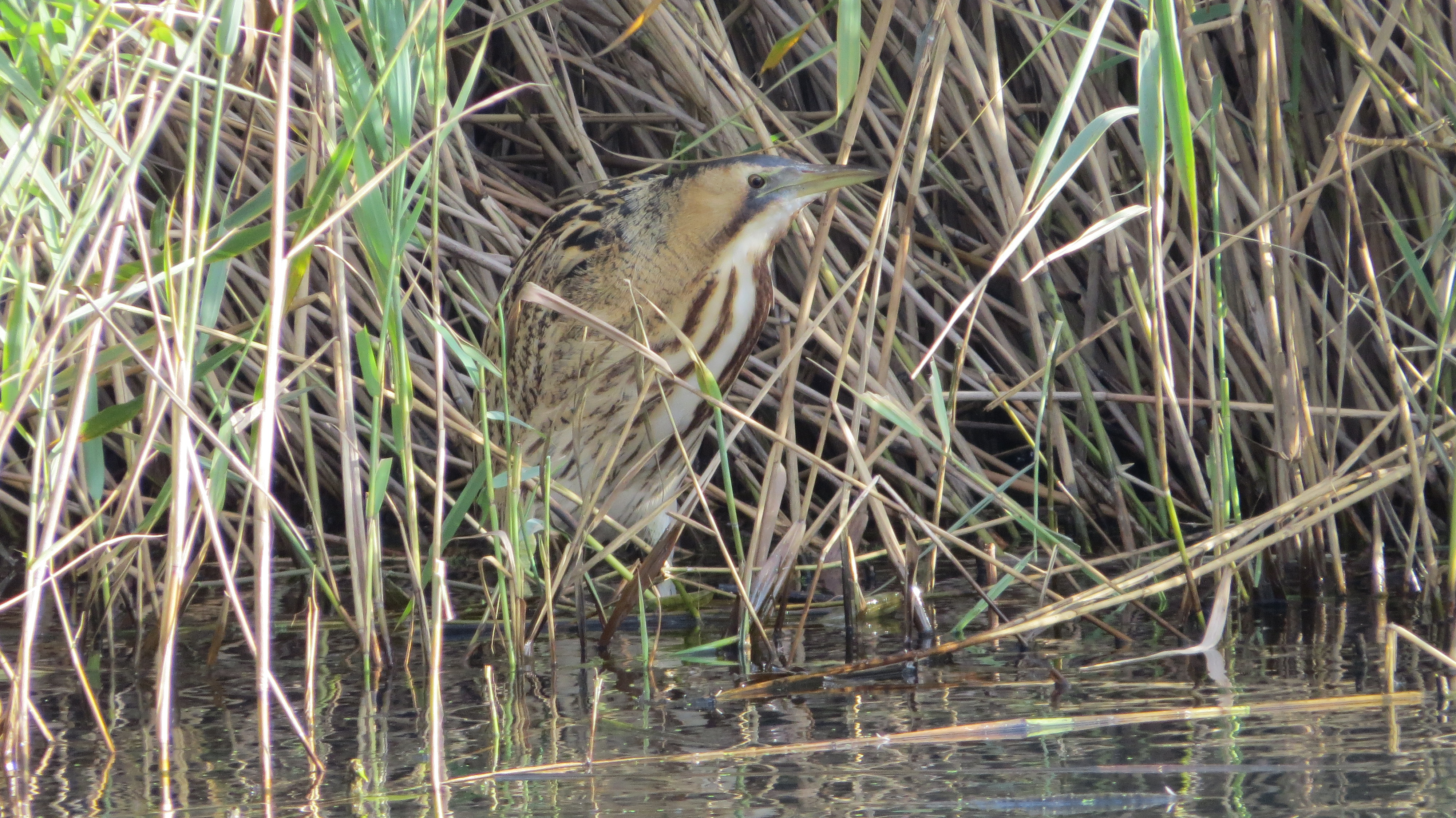 Bittern in the reedbeds