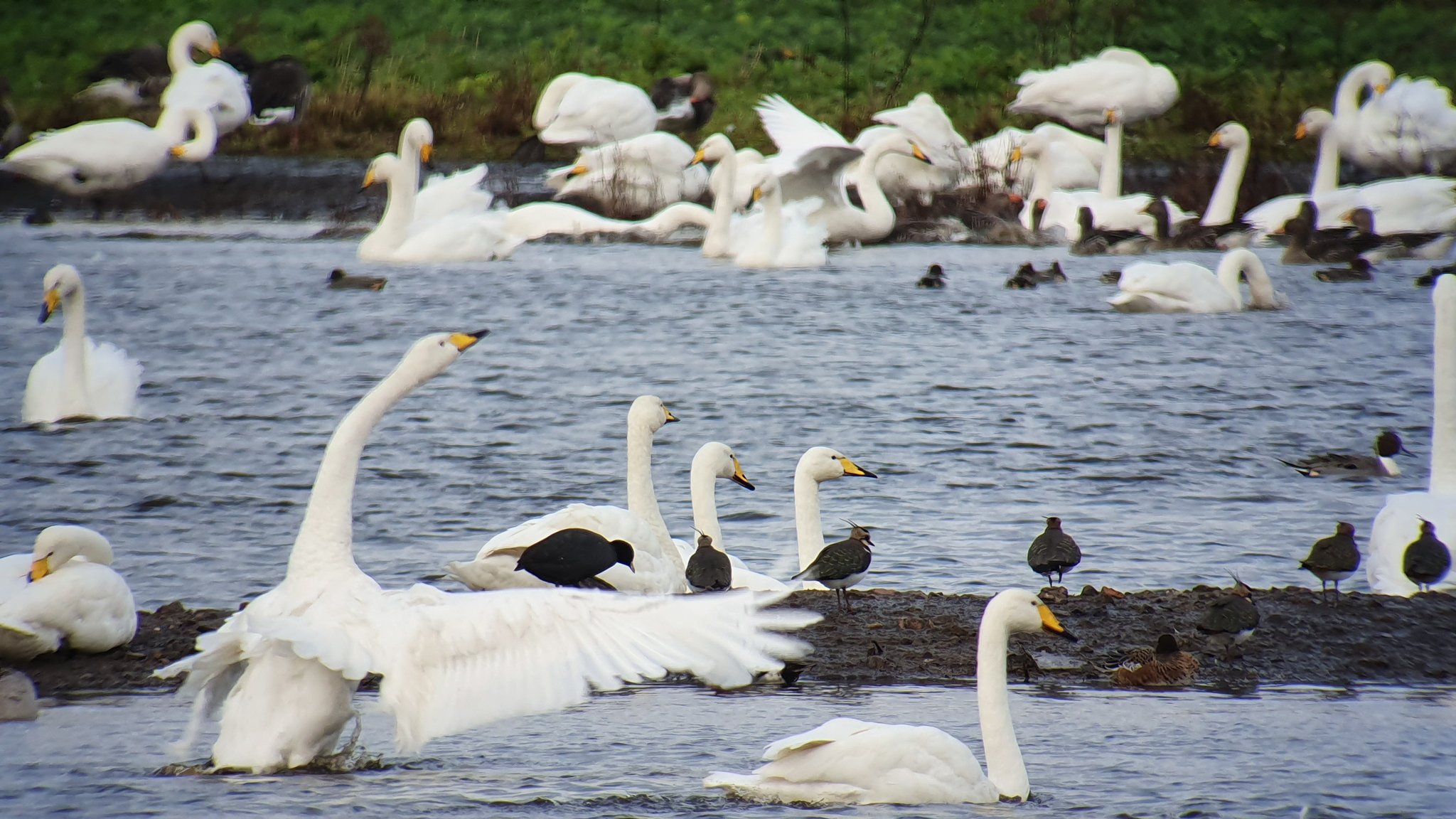 Whooper Swans