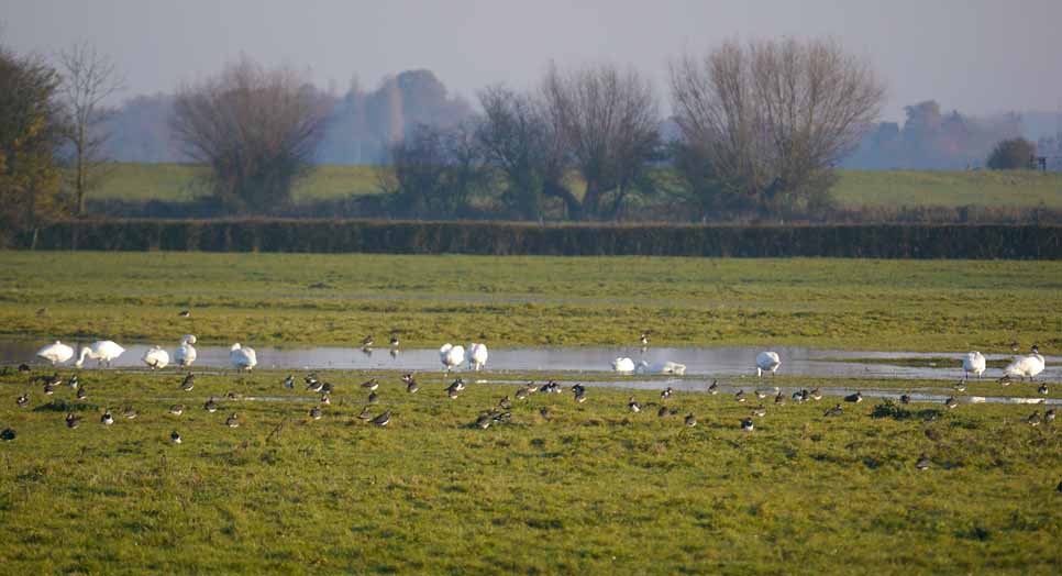 Further arrival of Bewick's Swans