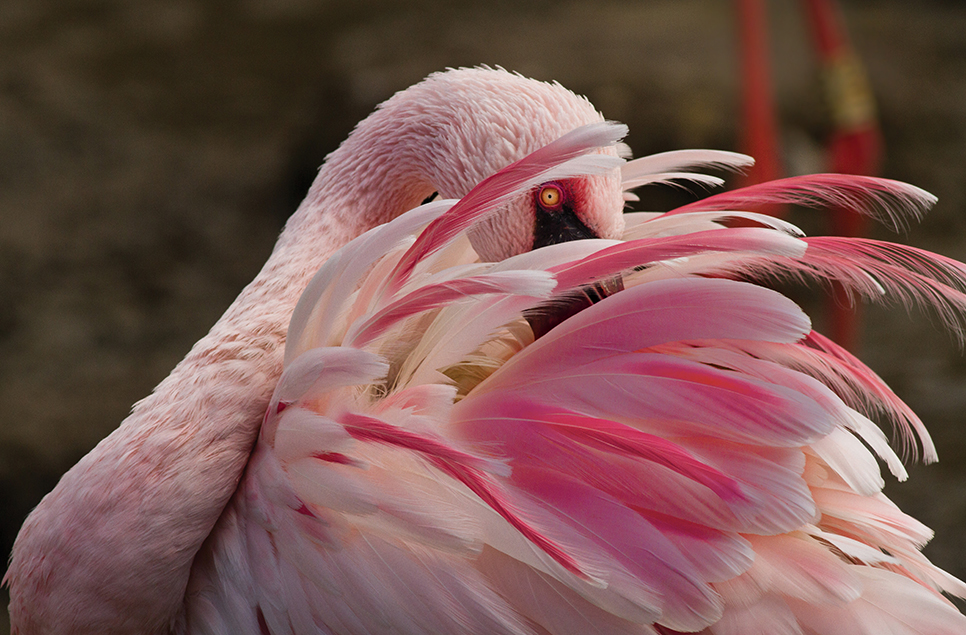 2 for 1 admission to WWT centres for National Lottery players