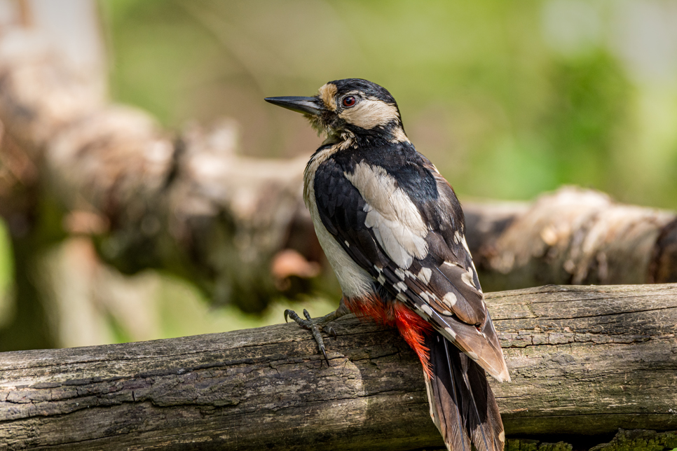 Wildlife Sightings - 01/06/2023