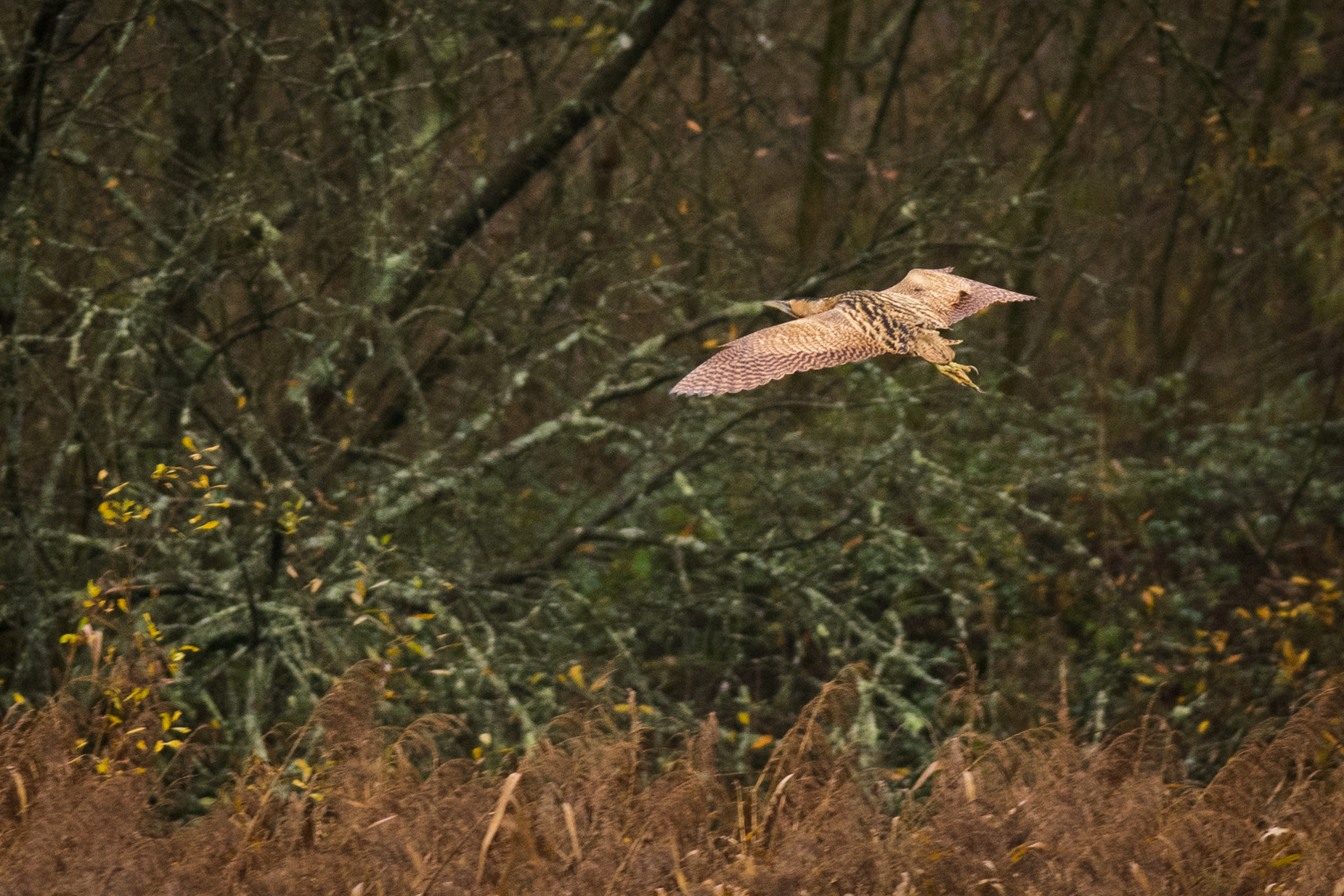 Bittern in the reedbeds
