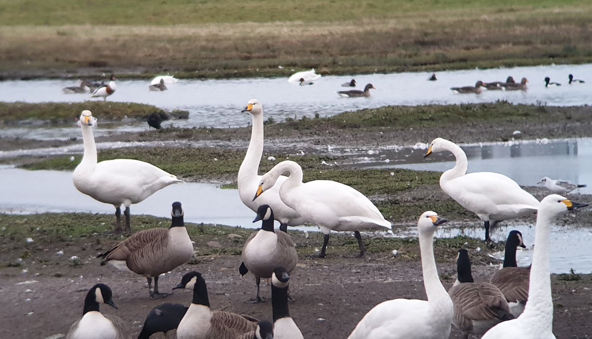 New Whooper Swans and a trio of Goosander