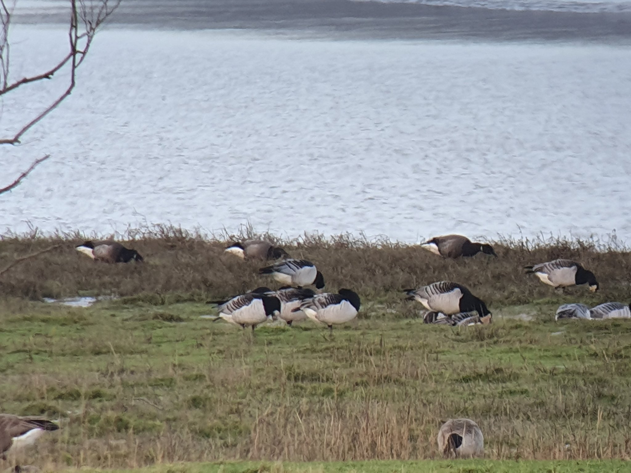 Brent Geese are back