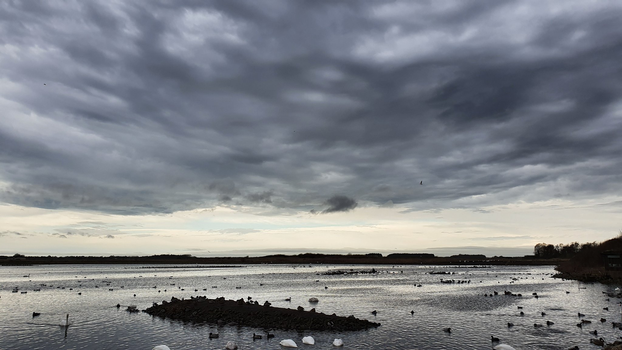 Twite