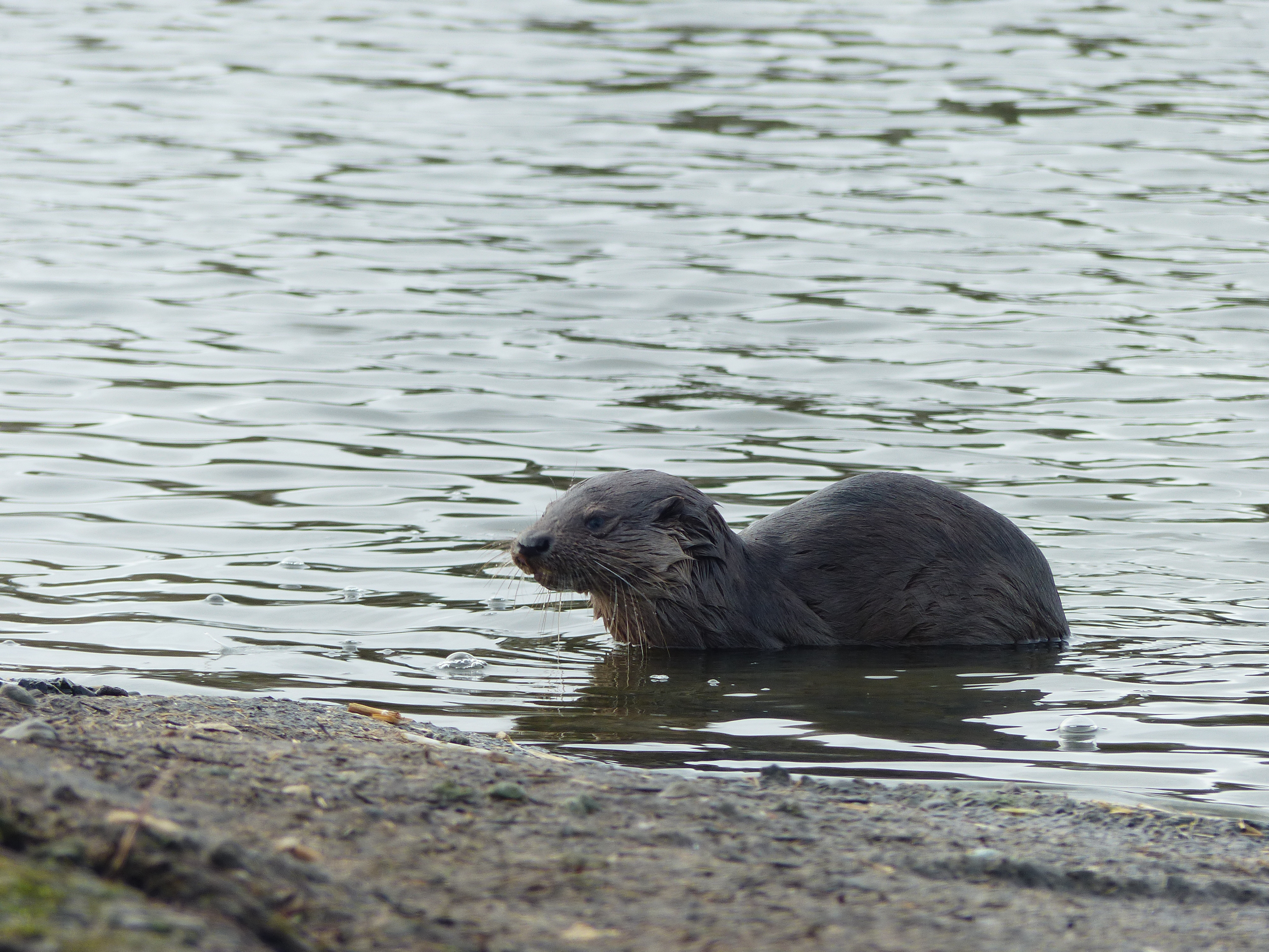 Otter still enjoying the Whooper Pond!