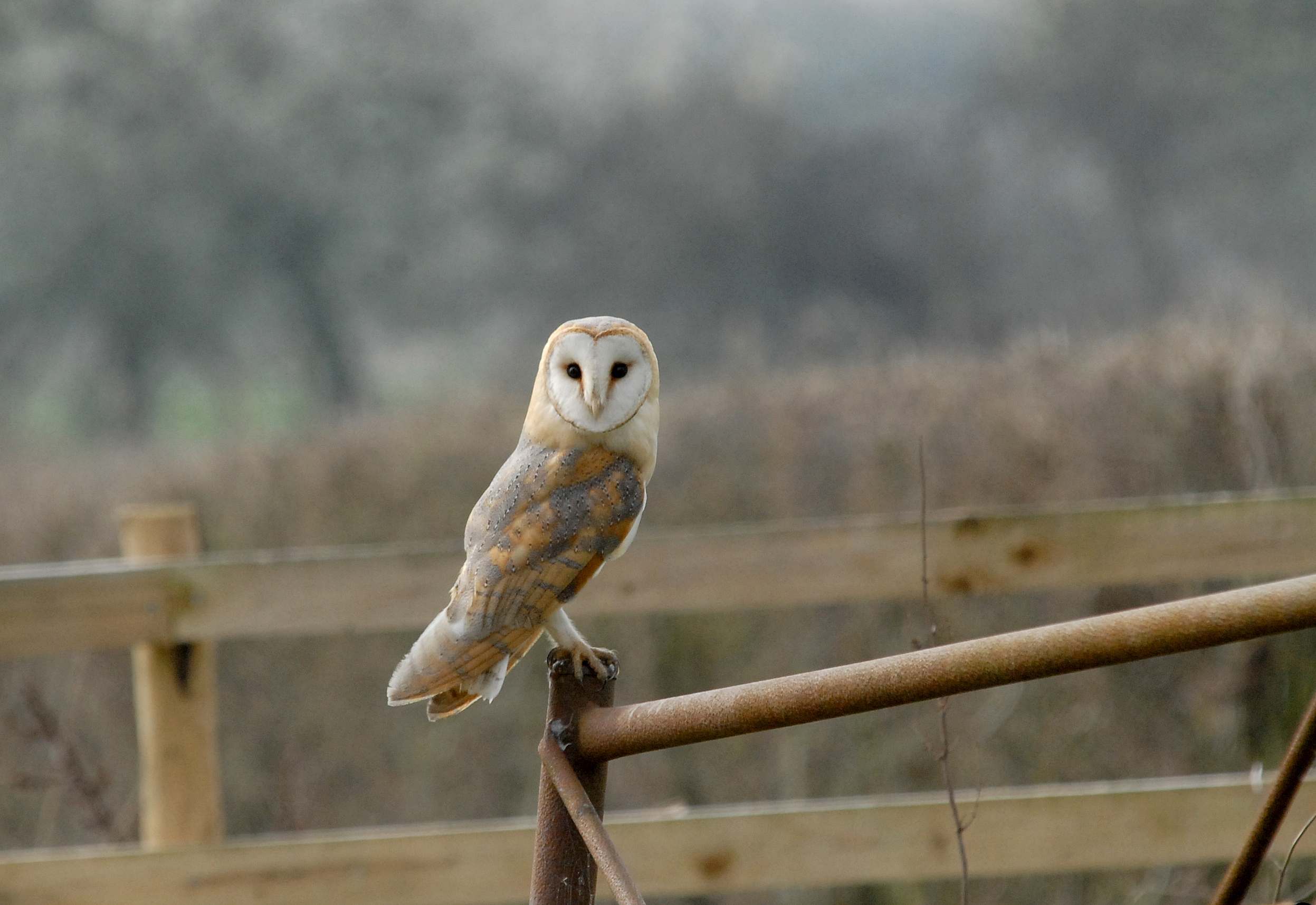 Recent Sightings 18th - 21st January