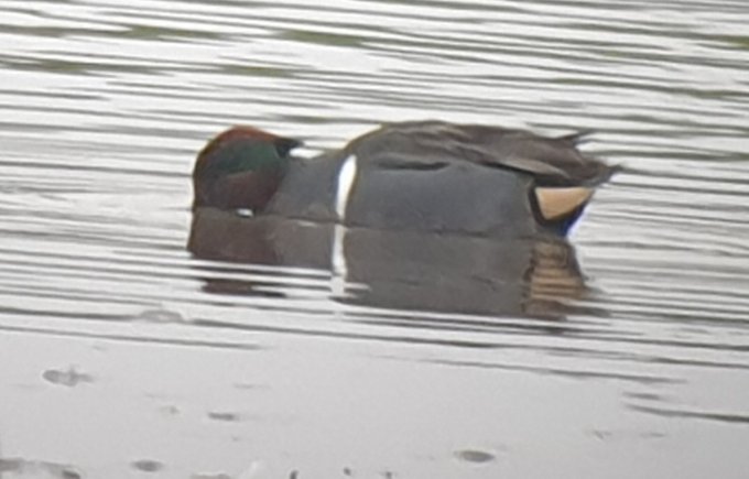 Green-winged Teal and great goose viewing