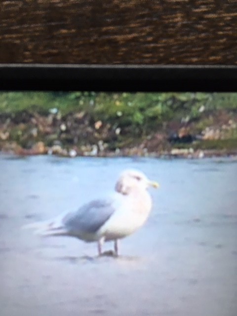 Iceland Gull main lake