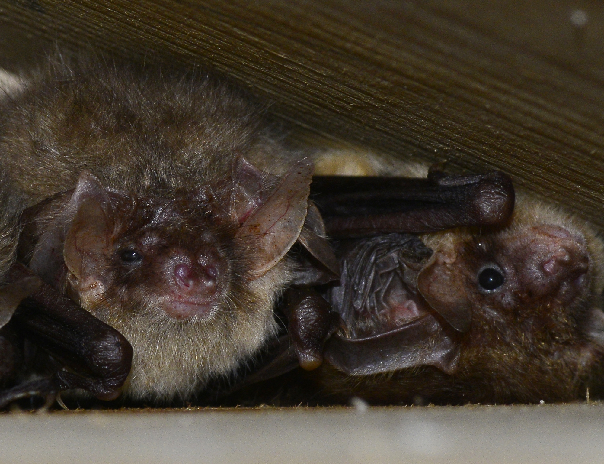 Brown long-eared bats hibernate in a hide