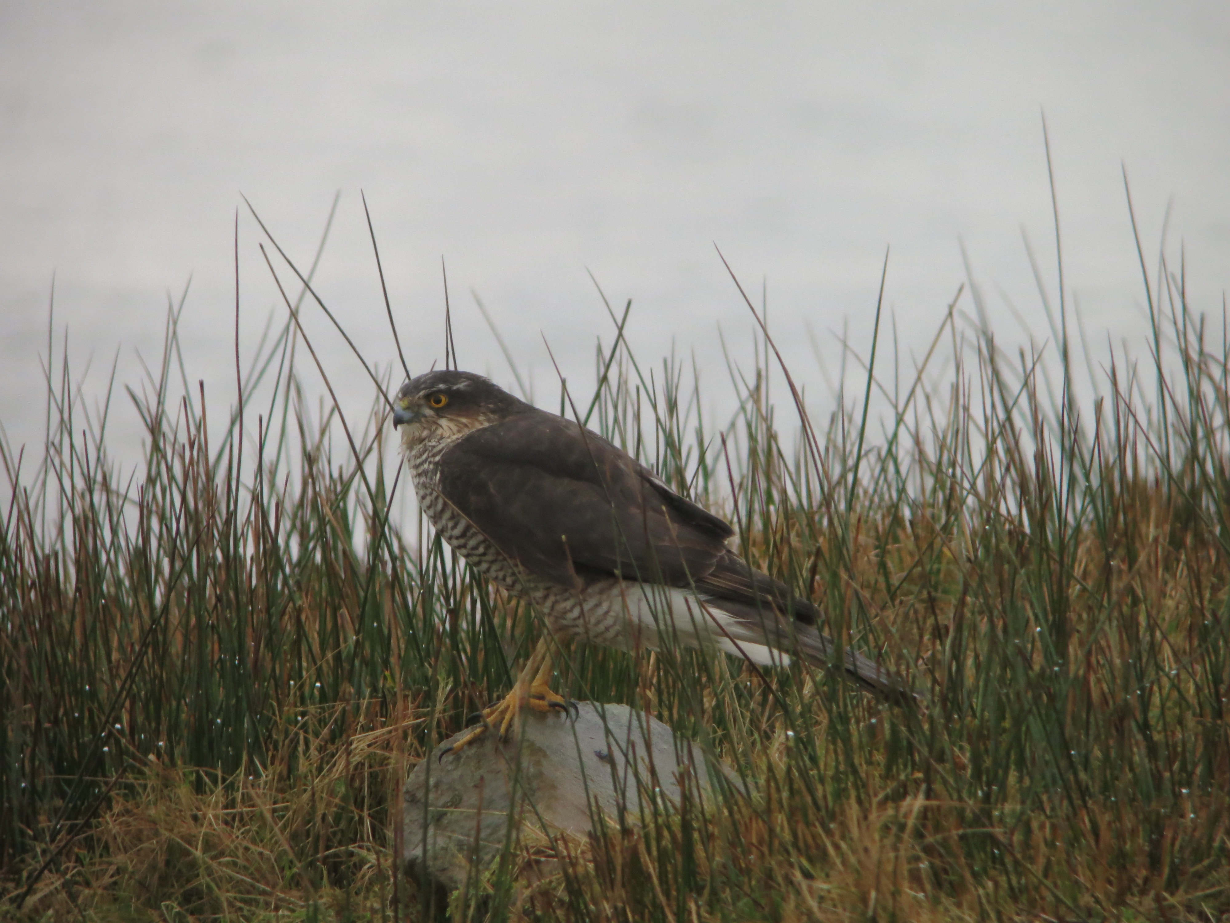 A damp Sparrowhawk