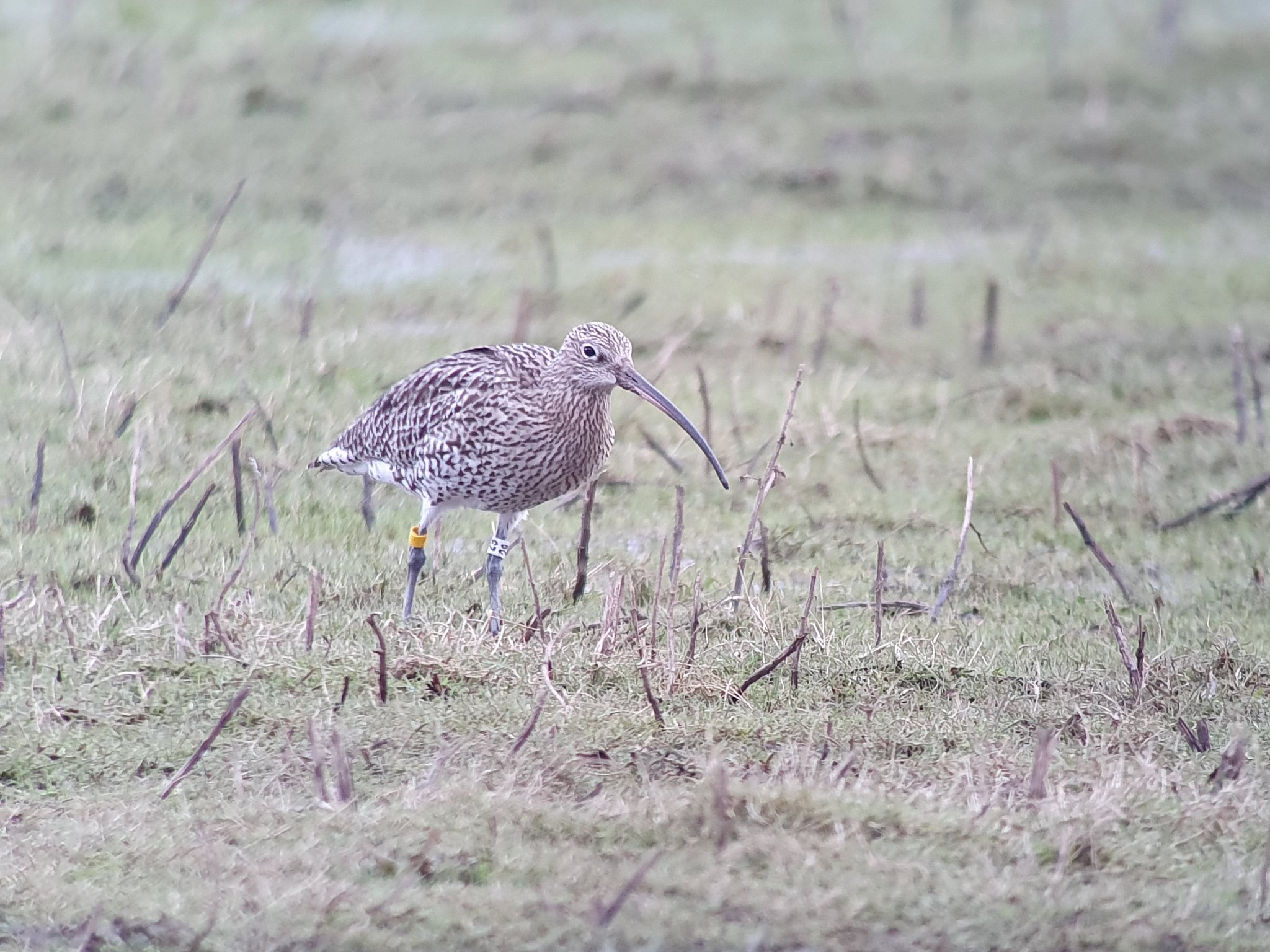 Look out for Curlew